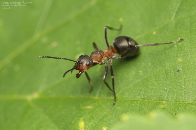 Formica rufa - erdei vöröshangya
