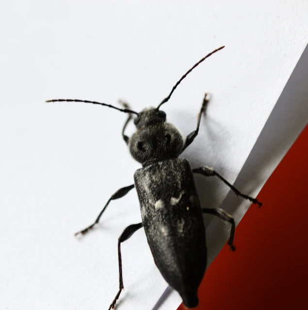 Hylotrupes bajulus - házicincér