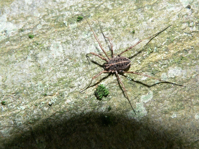 Opiliones - Kaszáspókok