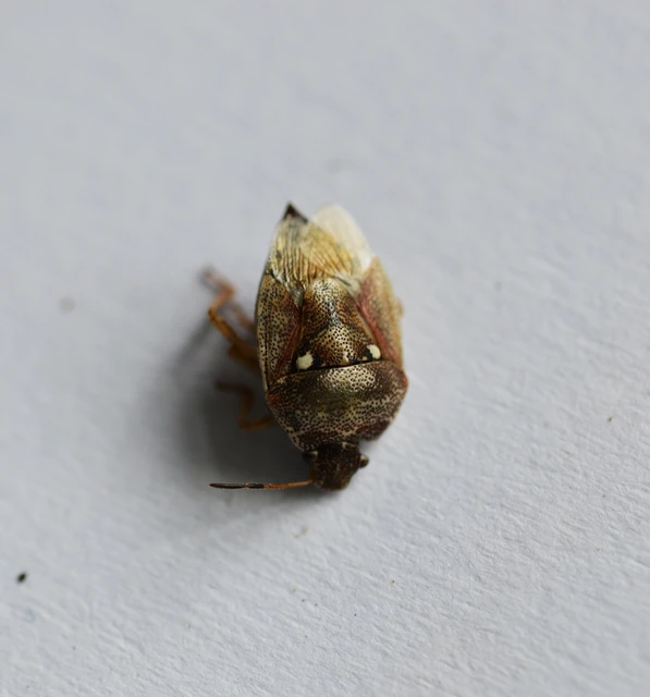 Stagonomus