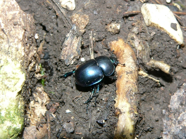 Trypocopris vernalis - tavaszi álganéjtúró