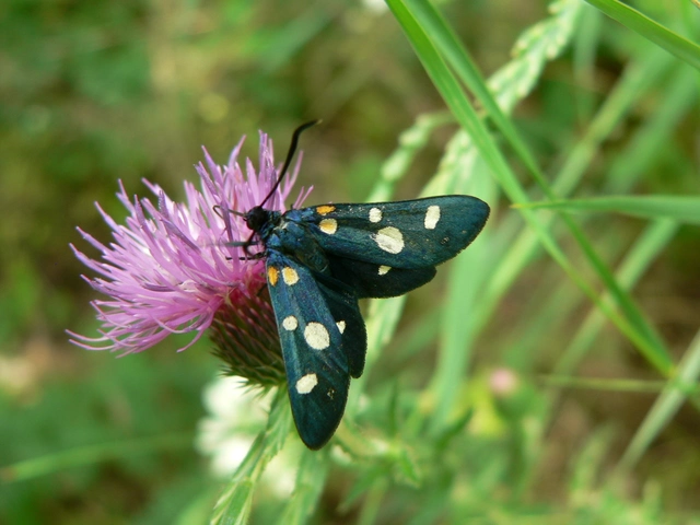 Zygaena ephialtes - változékony csüngőlepke