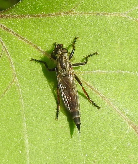 Asilinae