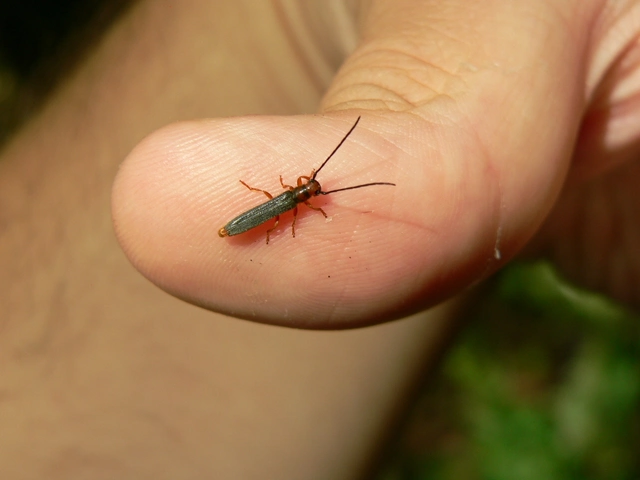 Oberea erythrocephala - pirosfejű kutyatejcincér