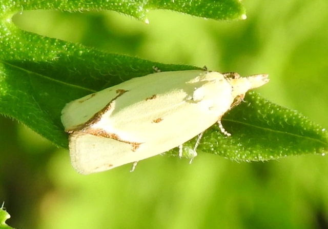 Agapeta hamana - közönséges sárgamoly