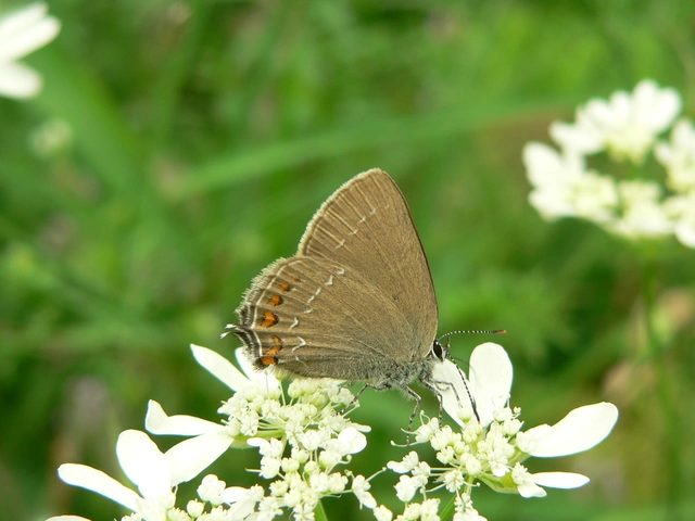 Satyrium ilicis - tölgyfa-csücsköslepke