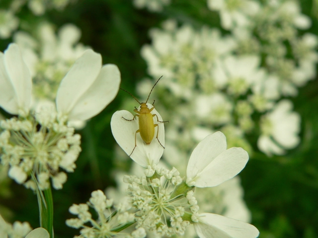 Cteniopus sulphureus - közönséges kénbogár