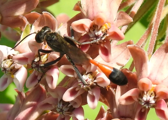 Ammophila sabulosa - homoki hernyóölődarázs