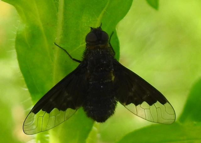 Hemipenthes morio - közönséges gyászlégy