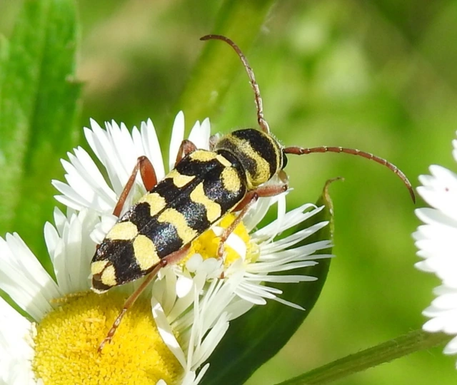 Echinocerus floralis - lucerna-darázscincér