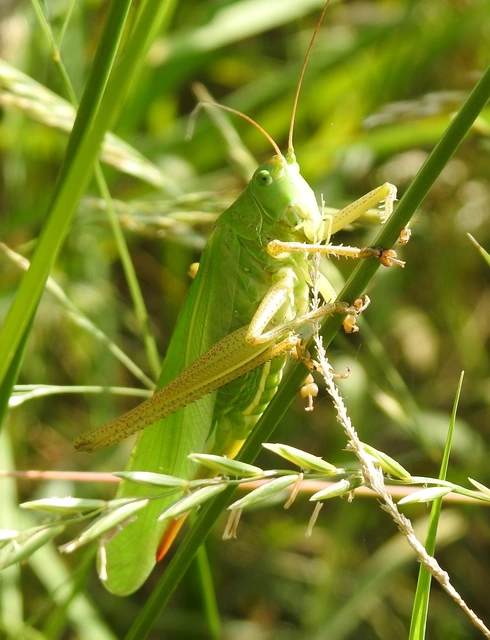 Tettigonia viridissima - zöld lombszöcske