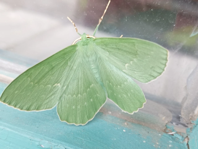 Geometra papilionaria - nagy zöldaraszoló