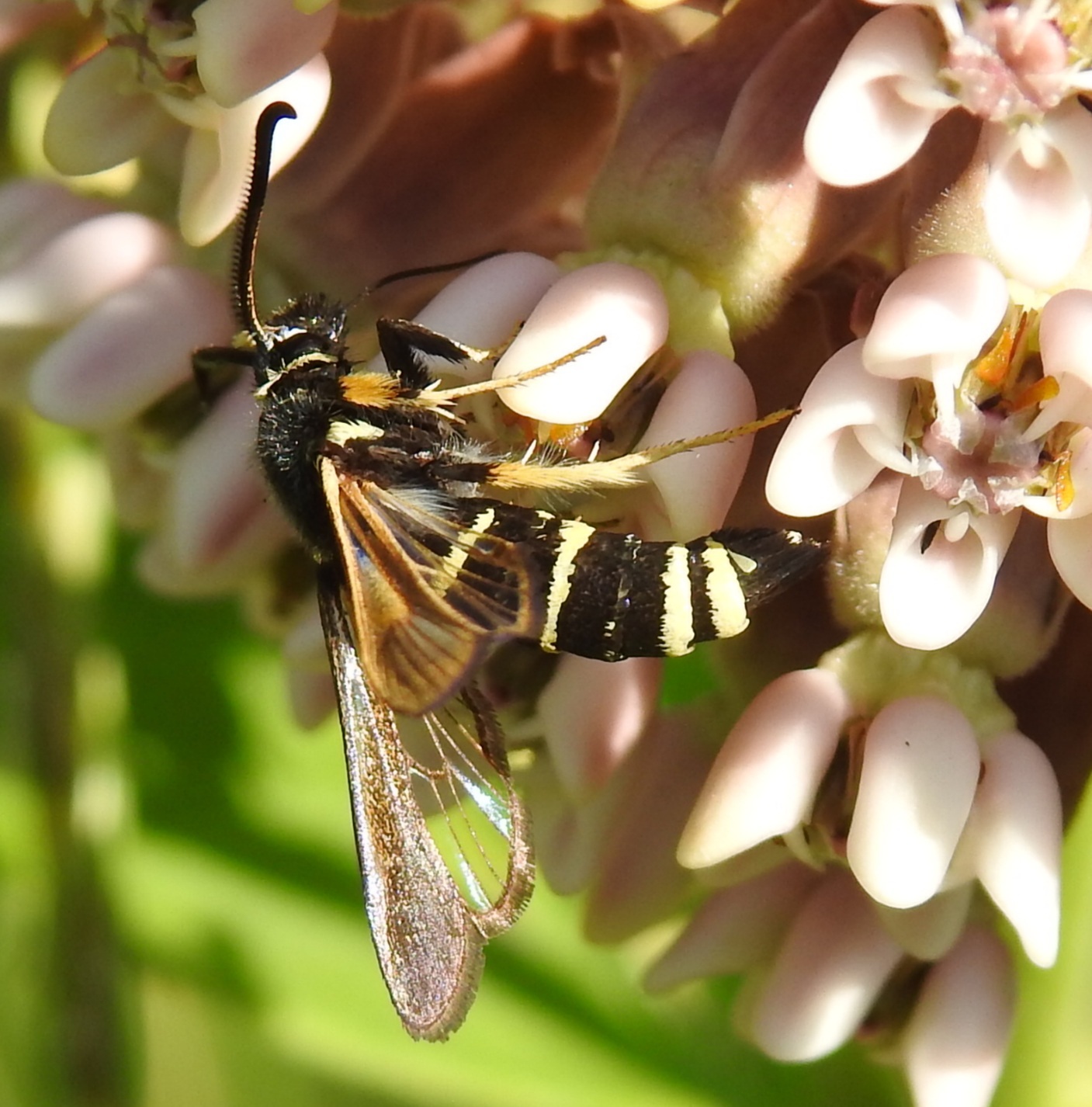Paranthrene tabaniformis - bögölyszitkár