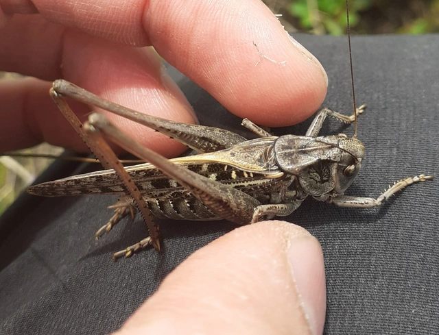 Decticus verrucivorus - szemölcsevő szöcske