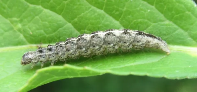 Ypsolopha mucronella - kecskerágómoly