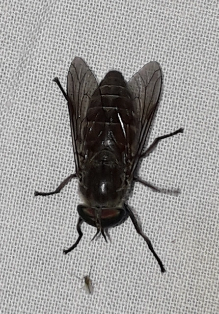 Tabaninae