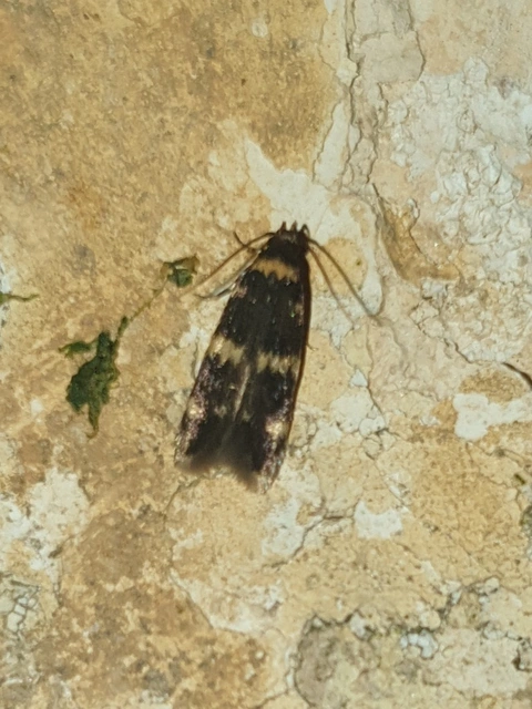 Autostichidae - avarmolyfélék