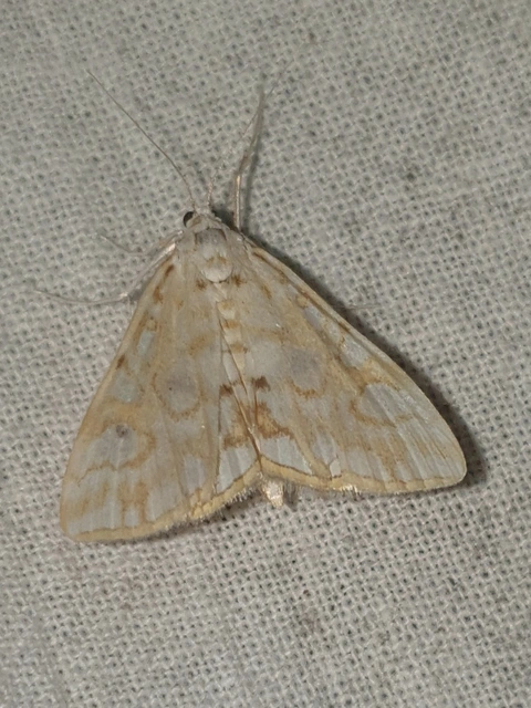 Elophila nymphaeata - tarka vízimoly