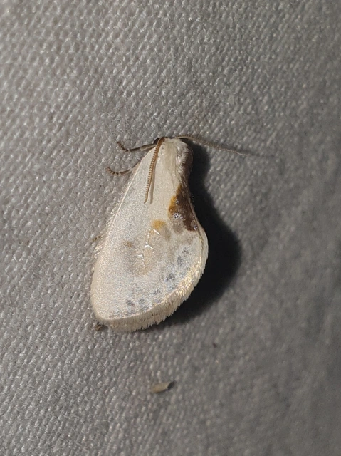 Cilix glaucata - törpe sarlósszövő