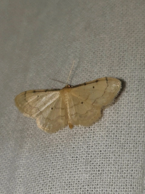 Idaea politaria - vonalas apróaraszoló