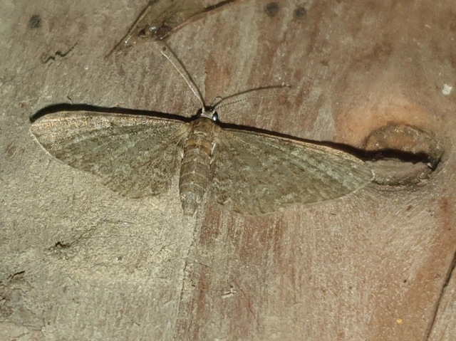 Eupithecia haworthiata - rozsdástestű törpearaszoló