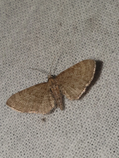 Eupithecia haworthiata - rozsdástestű törpearaszoló