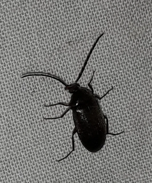 Hymenalia rufipes - rőtlábú alkonybogár