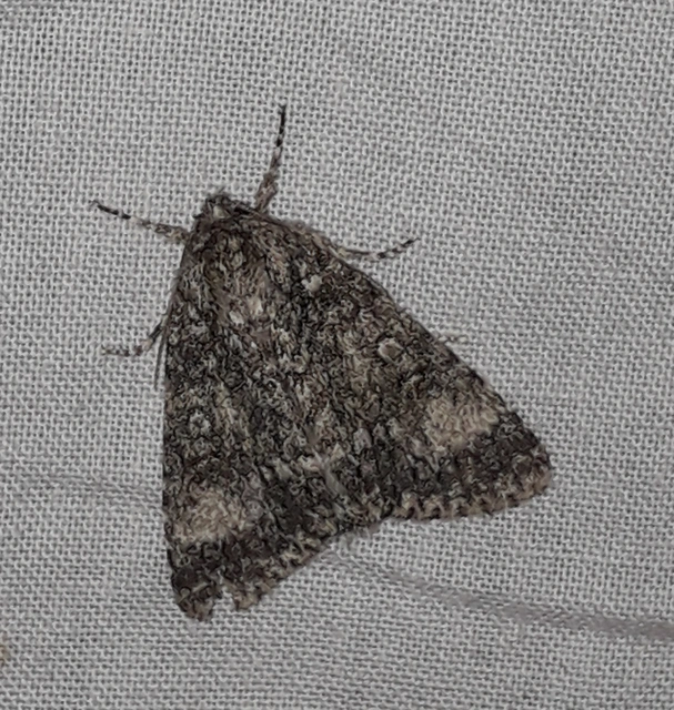 Acronicta megacephala - nagyfejű szigonyosbagoly