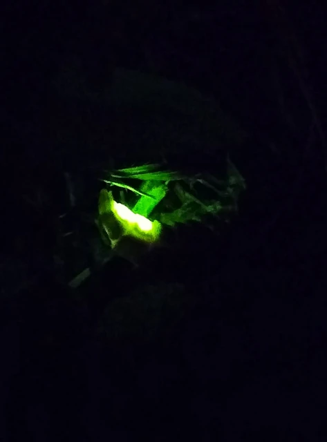 Lampyris noctiluca - nagy szentjánosbogár