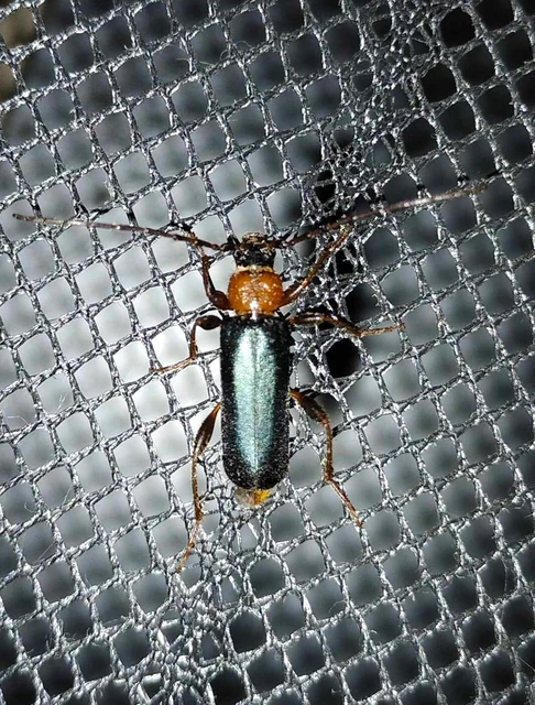 Phymatodes testaceus - változékony korongcincér Phymatodes testaceus - változékony korongcincér