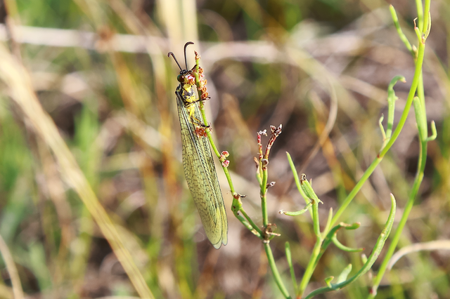 Myrmecaelurus trigrammus - hangyafarkas