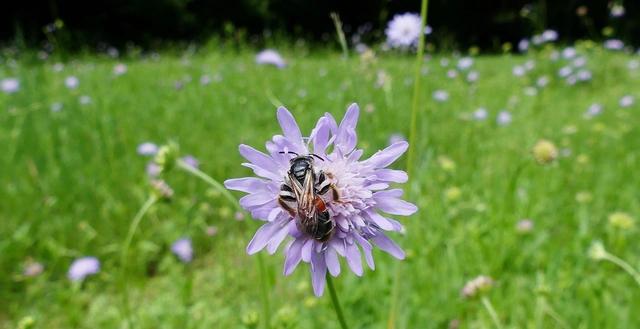 Hymenoptera - Hártyásszárnyúak