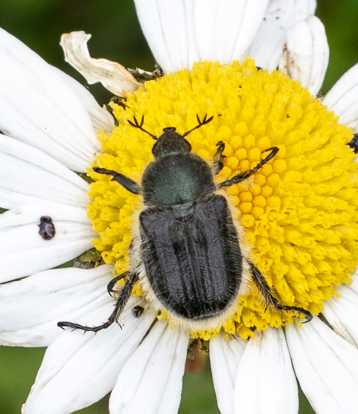 Anisoplia bromicola