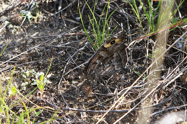 Hipparchia semele - barna szemeslepke