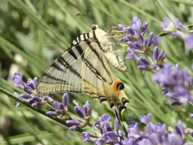 Iphiclides podalirius - kardoslepke