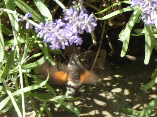 Macroglossum stellatarum - kacsafarkú szender