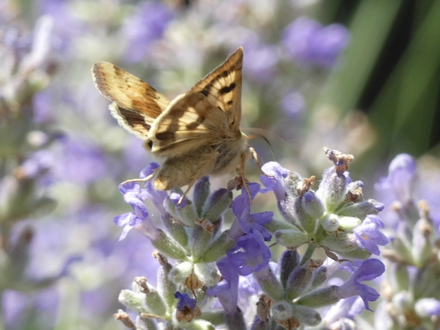 Heliothis