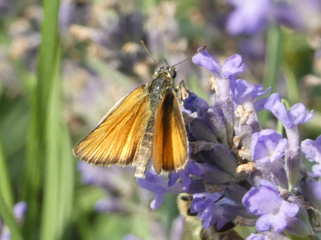 Thymelicus lineola - vonalas busalepke