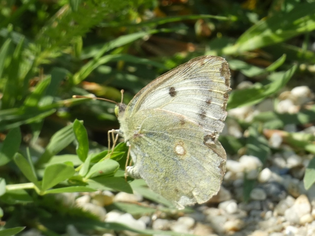 Colias hyale - kéneslepke