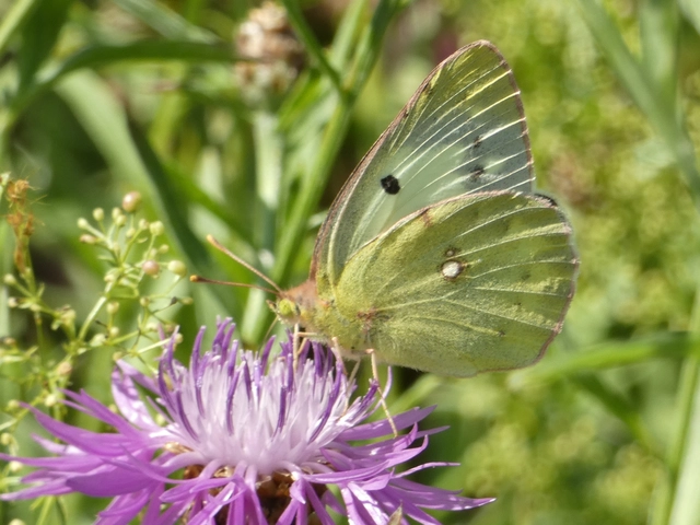 Colias hyale - kéneslepke