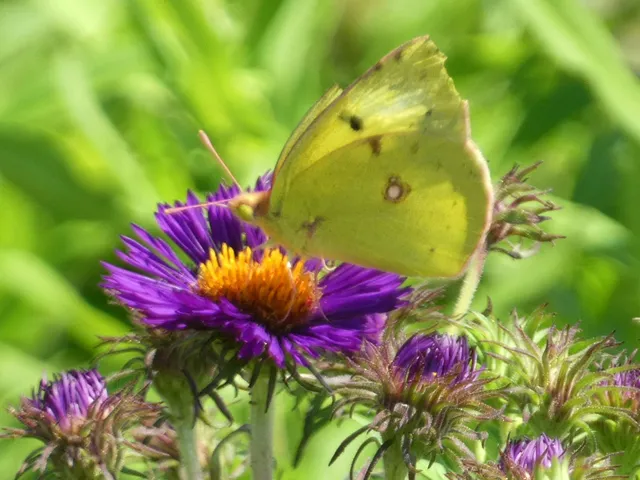 Colias erate - csángó-kéneslepke