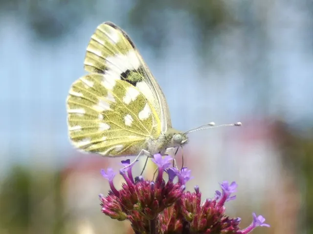 Pontia edusa - rezedalepke