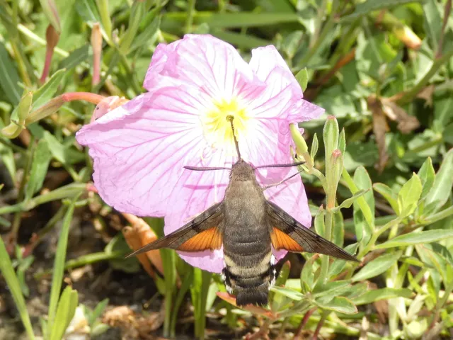 Macroglossum stellatarum - kacsafarkú szender