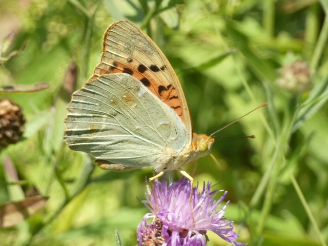 Argynnis pandora - zöldes gyöngyházlepke