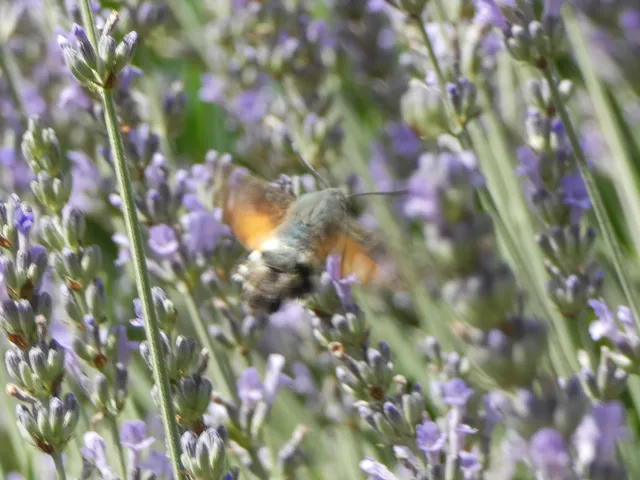 Macroglossum stellatarum - kacsafarkú szender