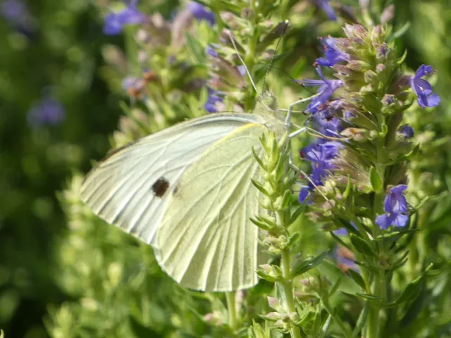 Pieris brassicae - káposztalepke