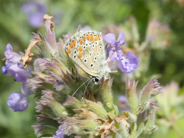 Aricia agestis - szerecsenboglárka
