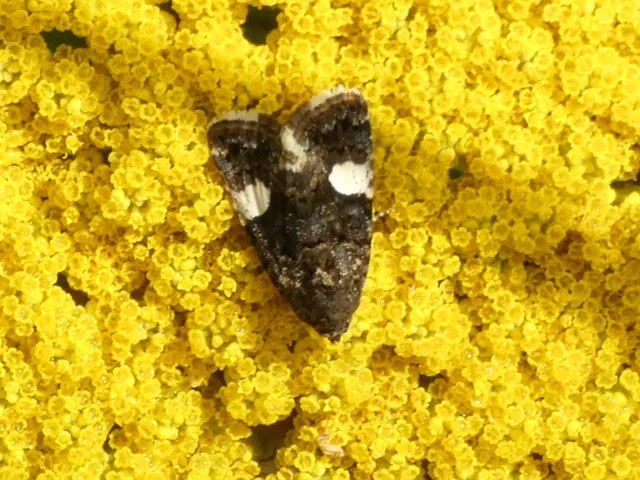 Tyta luctuosa - fekete nappalibagoly