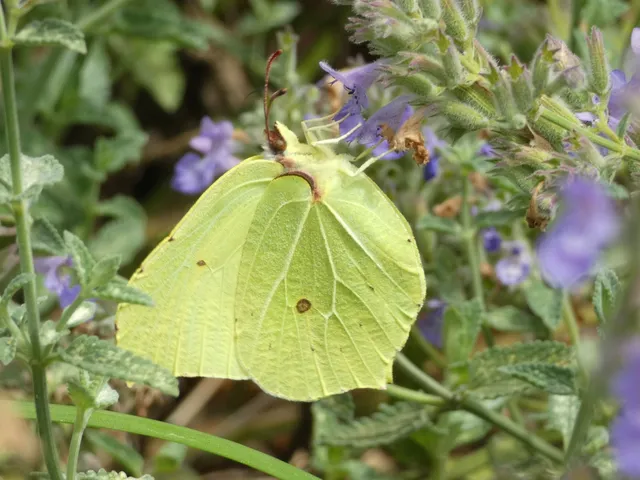 Gonepteryx rhamni - citromlepke