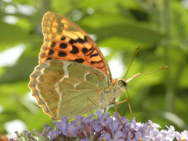 Argynnis pandora - zöldes gyöngyházlepke